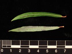 Salix purpurea. Leaf pair showing both surfaces. Blackening of the leaf after collection is a characteristic of the species.
 Image: D. Glenny © Landcare Research 2020 CC BY 4.0
